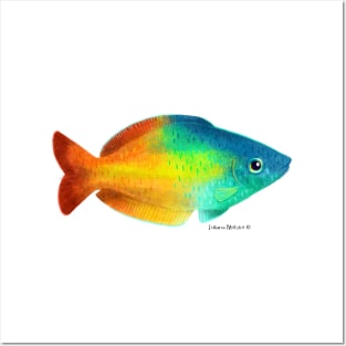 Rainbowfish Posters and Art